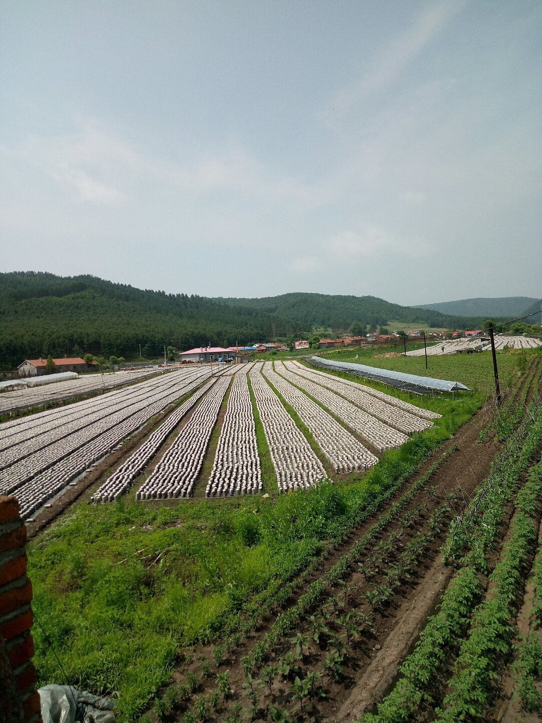 五九七农场未来一周天气预报，生活建议与天气变化详解