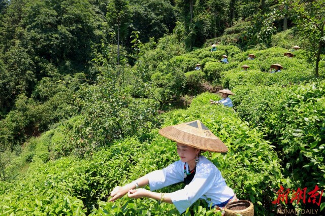 蓝山黄毛岭茶场交通新动态，便捷通达之路揭秘