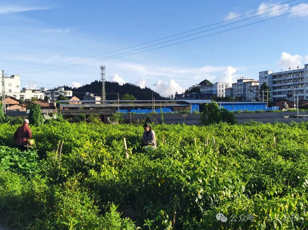 采桑湖镇交通新闻，交通建设蓬勃发展与社会经济快速增长的联动效应