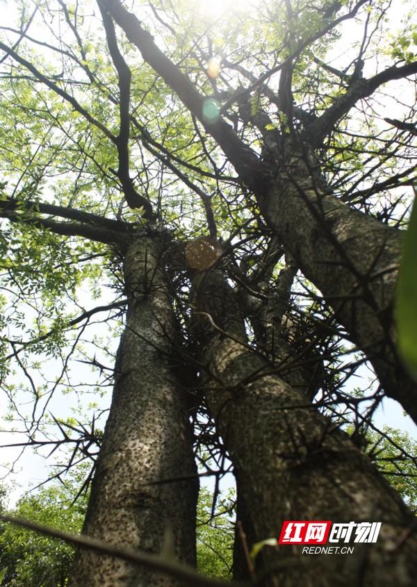 南岳区市场监督管理局新项目推动市场监管现代化，助力地方经济飞跃发展