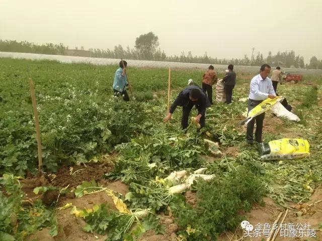 丁坞镇最新项目，地区发展的强大引擎驱动力